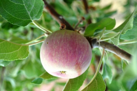 Snow apple on tree